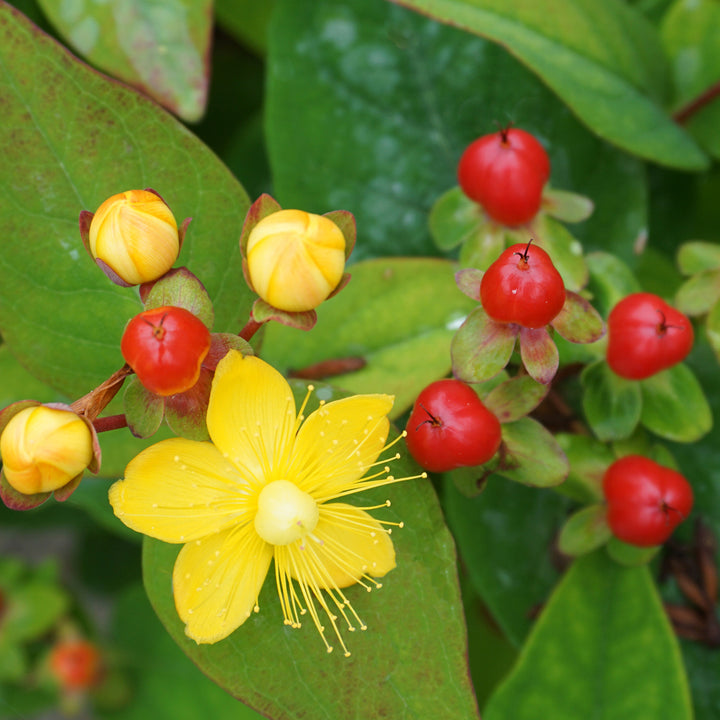 Hypericum inodorum 'Magical Lightning'®