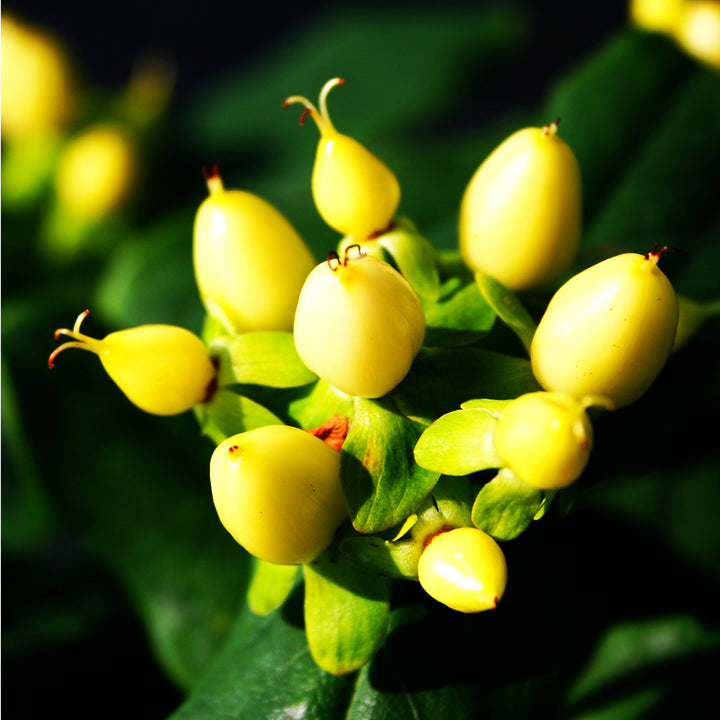 Hypericum inodorum 'Magical Sunshine'®