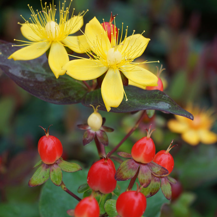 Hypericum inodorum 'Magical Universe'®