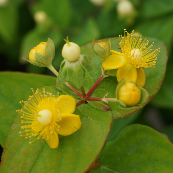Hypericum inodorum 'Magical White'®
