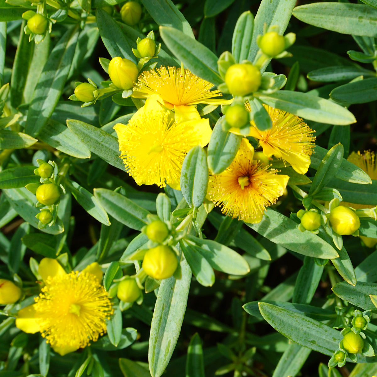 Hypericum kalmianum 'Blue Velvet'®