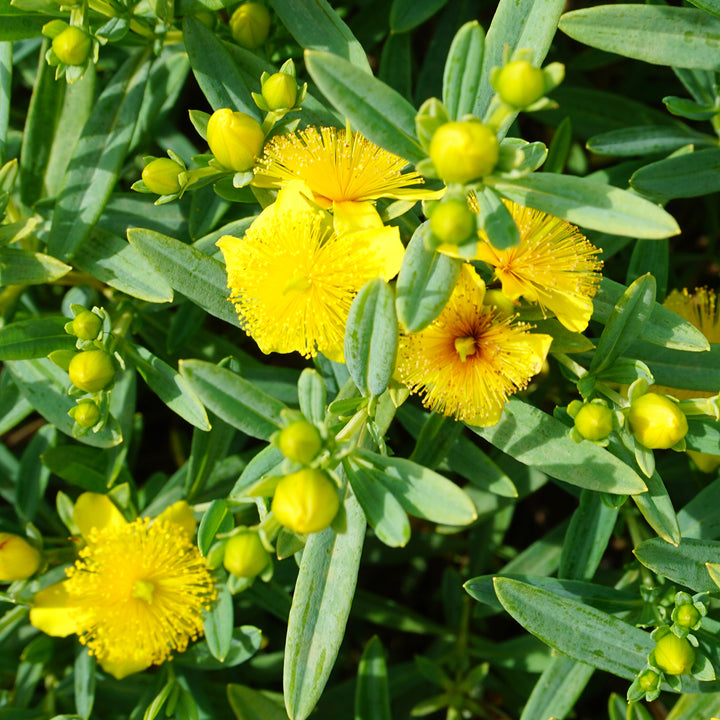 Hypericum kalmianum 'Blue Velvet'®