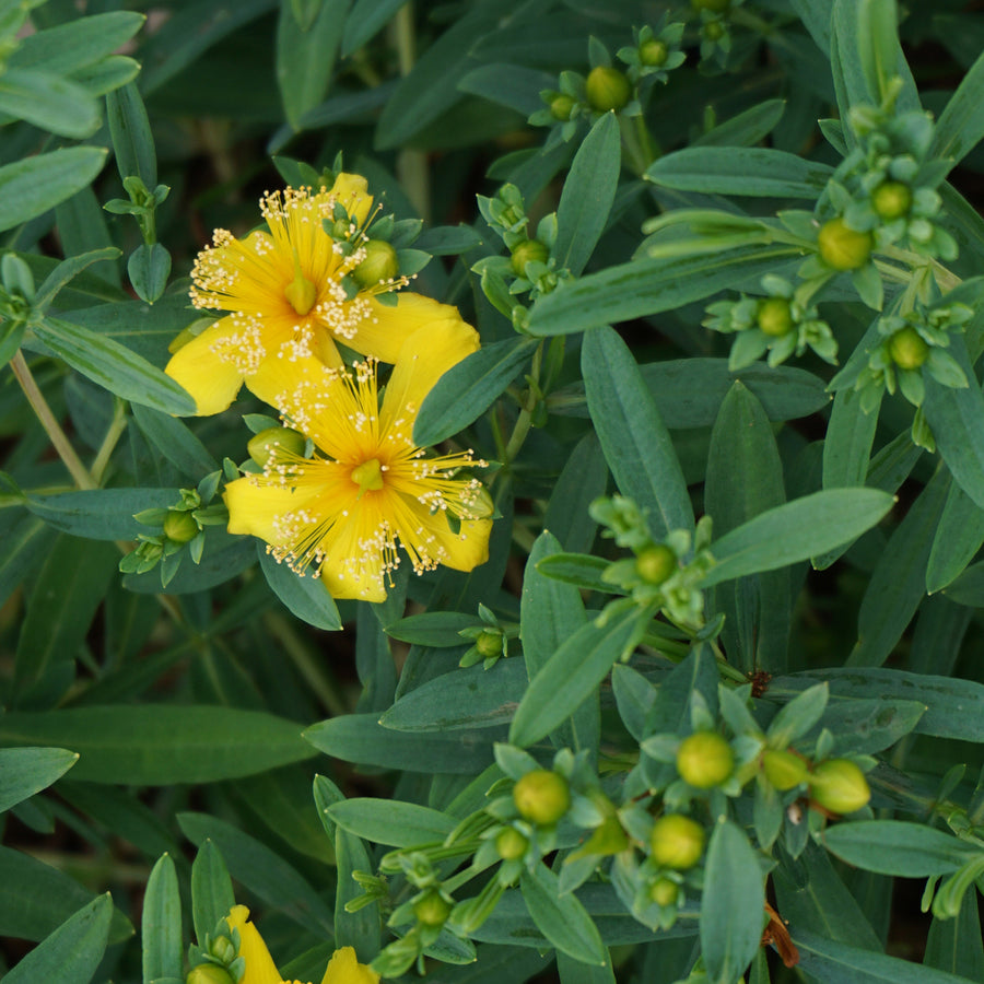 Hypericum kalmianum 'Cobalt-n-Gold'®