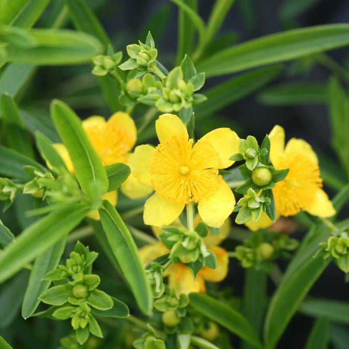 Hypericum kalmianum 'Gemo'