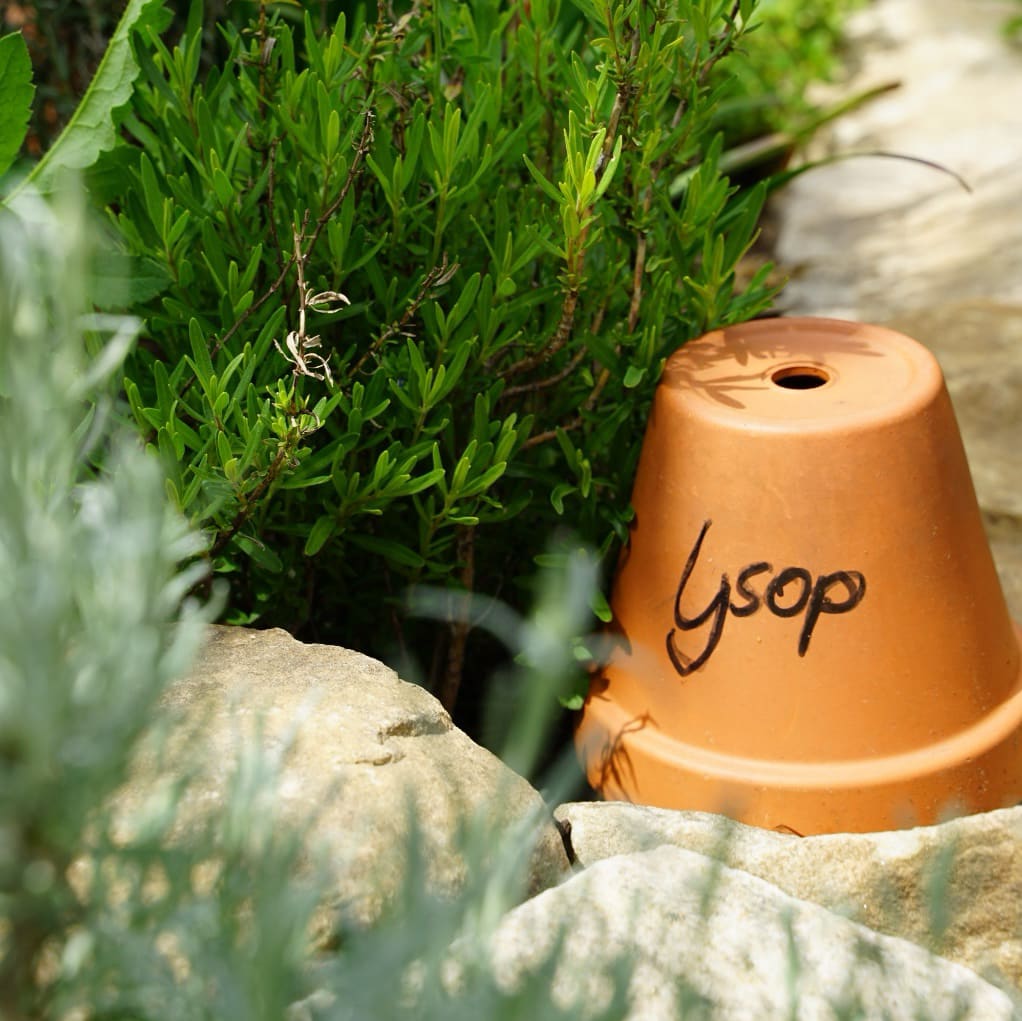 Hyssopus officinalis