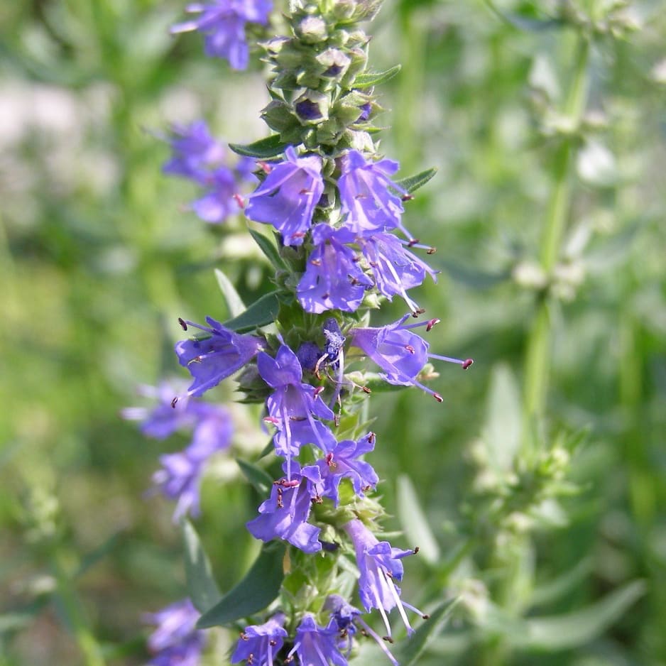 Hyssopus officinalis