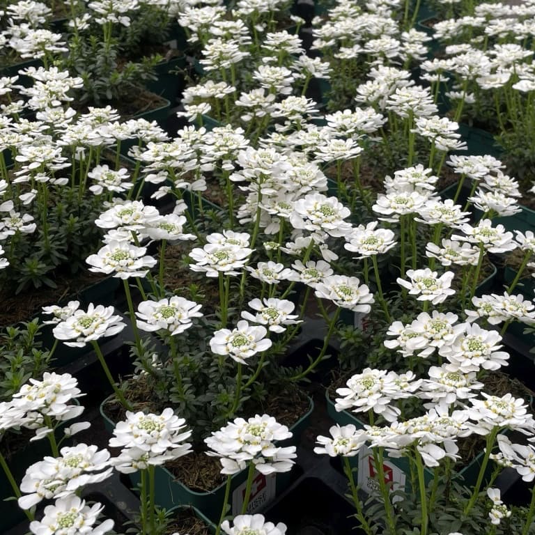 Iberis sempervirens 'Appen-Etz'