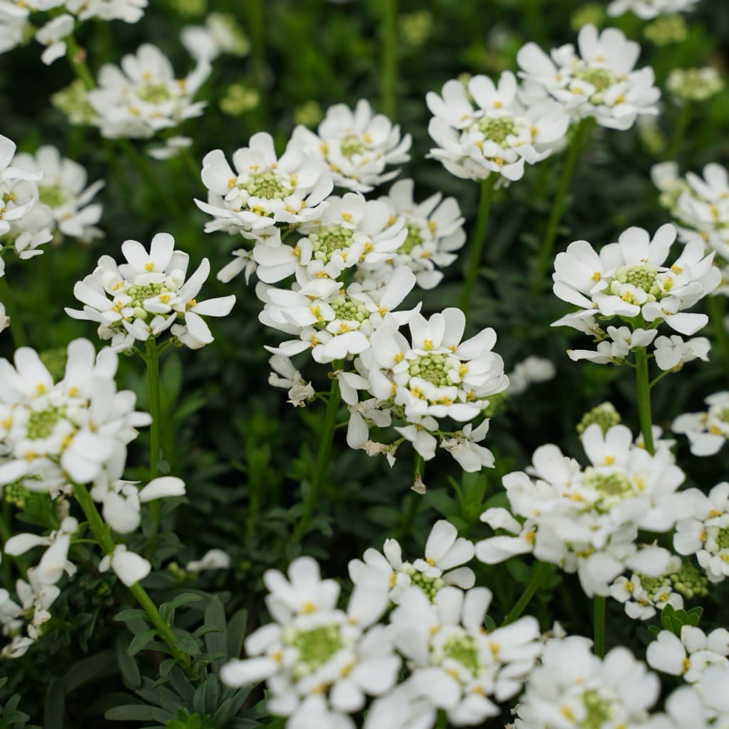 Iberis sempervirens 'Appen-Etz'