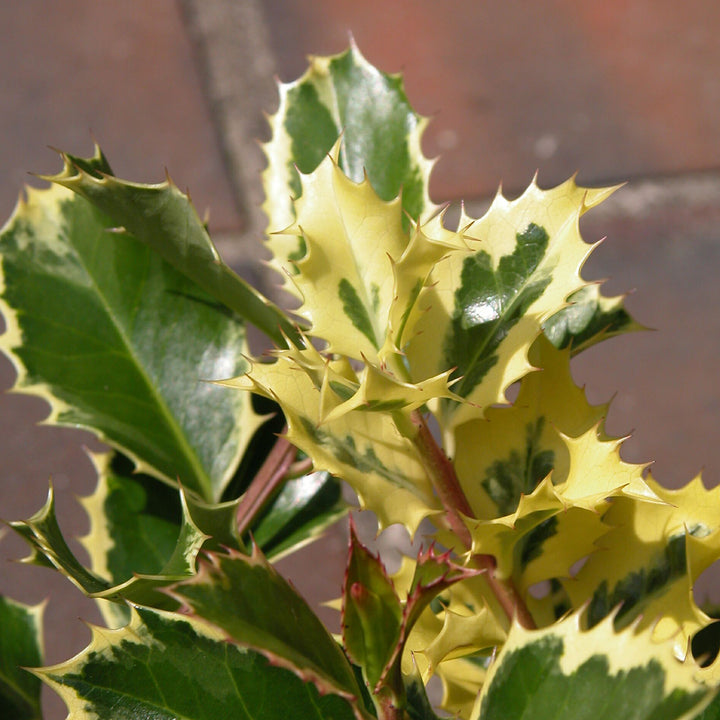 Ilex aquifolium 'Argentea Marginata'