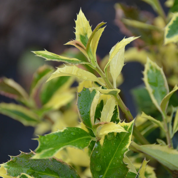 Ilex aquifolium 'Golden van Tol'