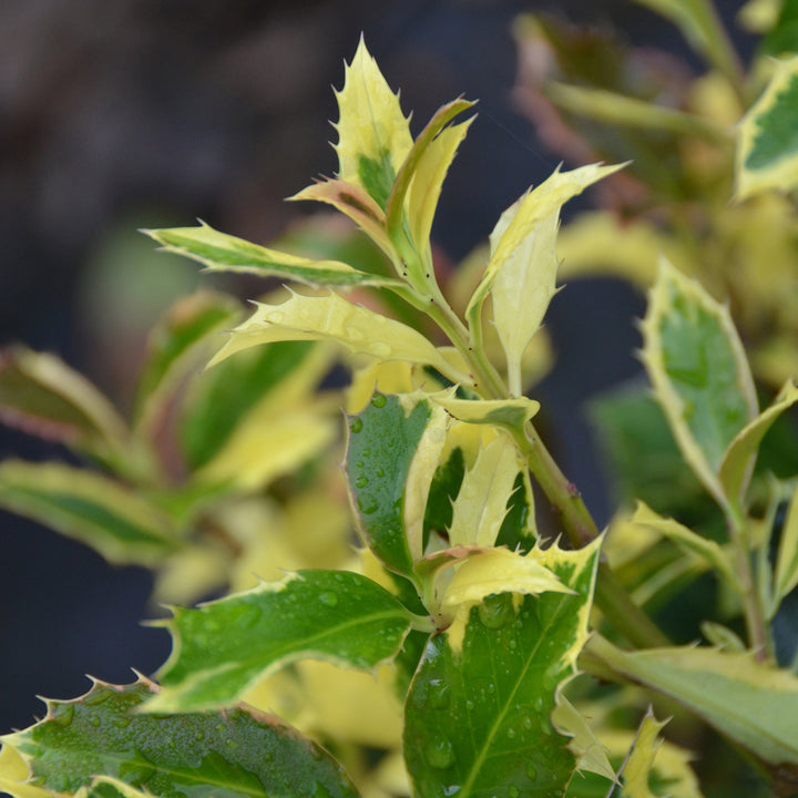 Ilex aquifolium 'Golden van Tol'