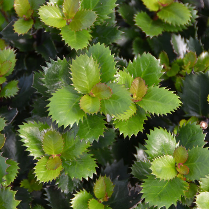Ilex meserveae 'Little Pirate' ®
