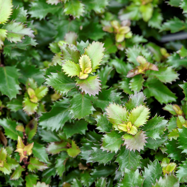 Ilex meserveae 'Little Rascal'®