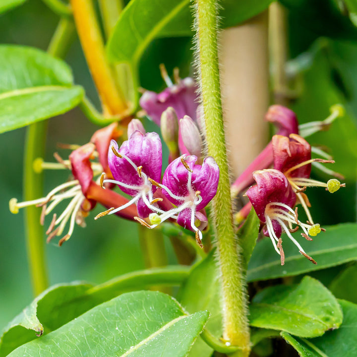 Blüte des Immergrünen Geißblatts