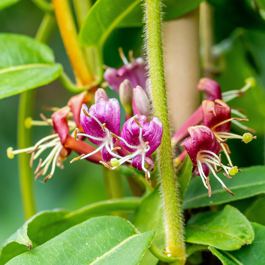 Blüte des Immergrünen Geißblatts