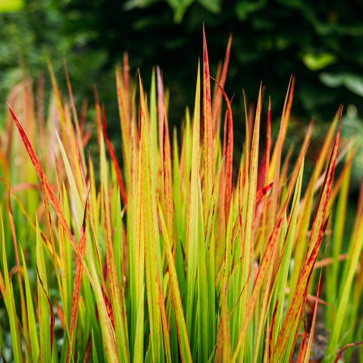 Imperata cyl. 'Red Baron'
