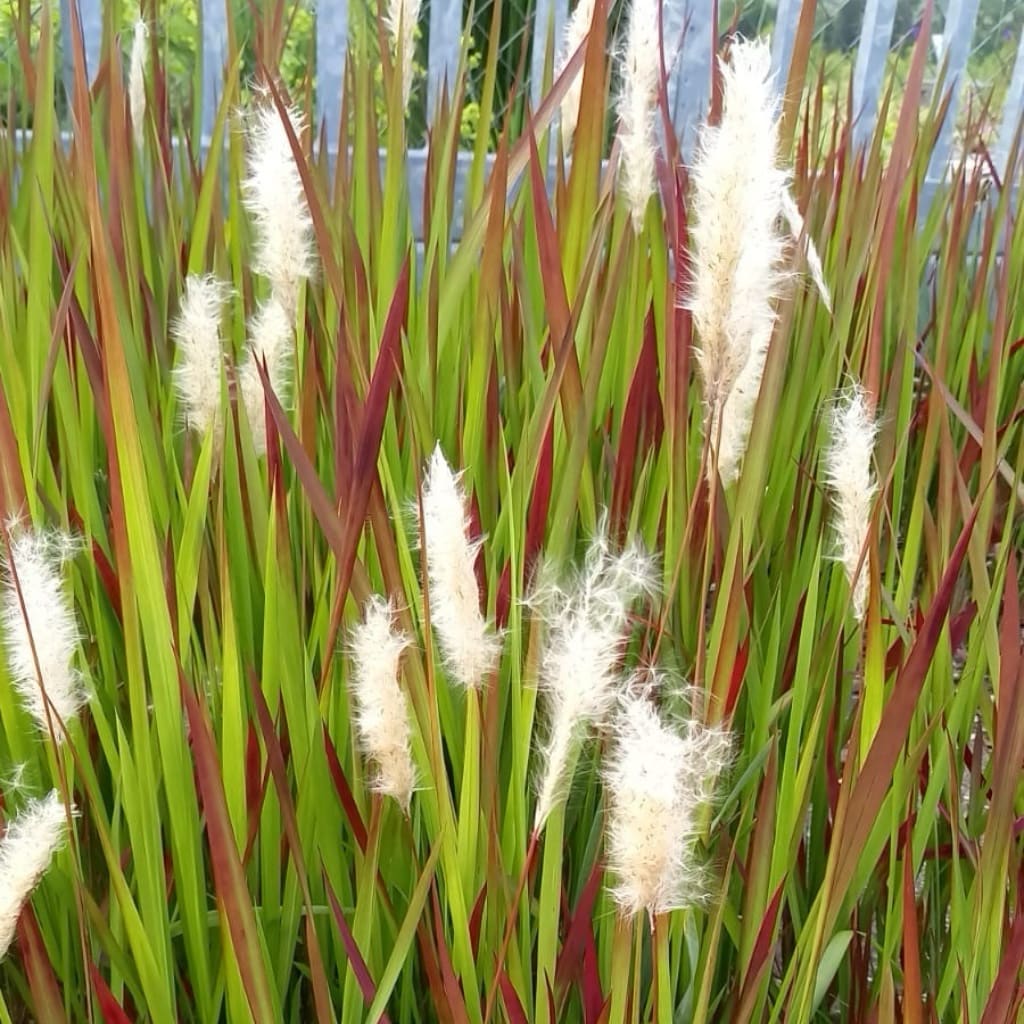 imperata cylindrica standort Japanisches Blutgras 'Red Baron' kaufen