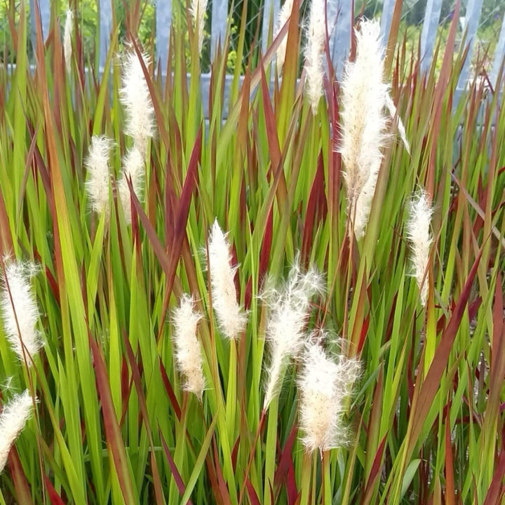 Imperata cylindrica var. koenigii 'Red Baron'
