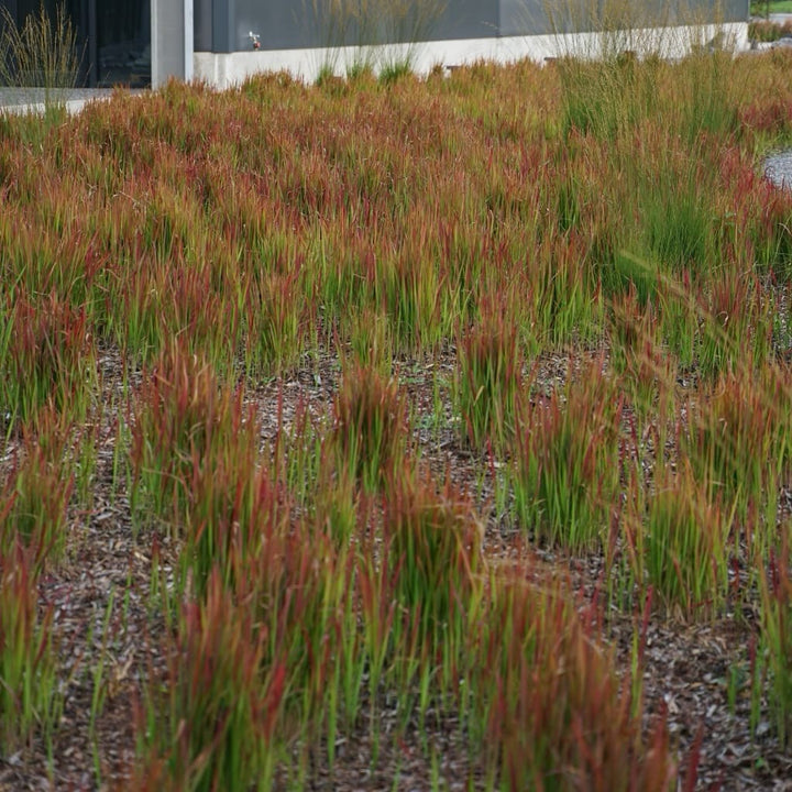 Imperata cylindrica var. koenigii 'Red Baron'