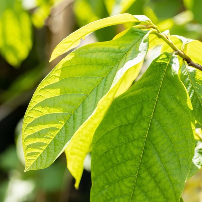 Indianerbanane Pawpaw