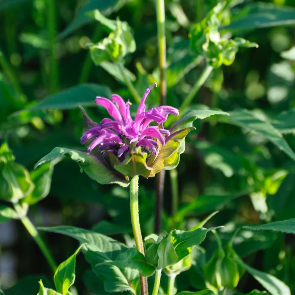 Indianernessel 'Blaustrumpf' Violett