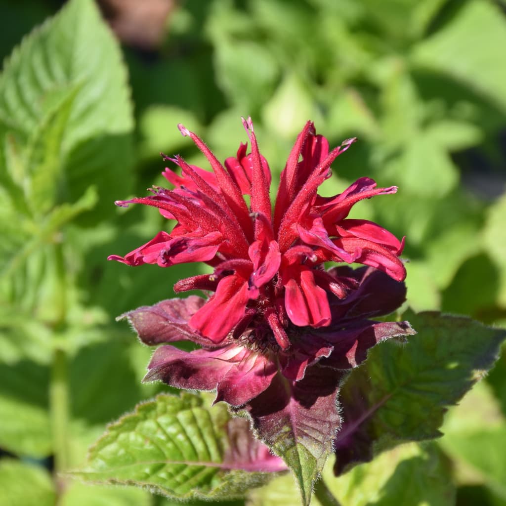 Indianernessel 'Fireball' Rot