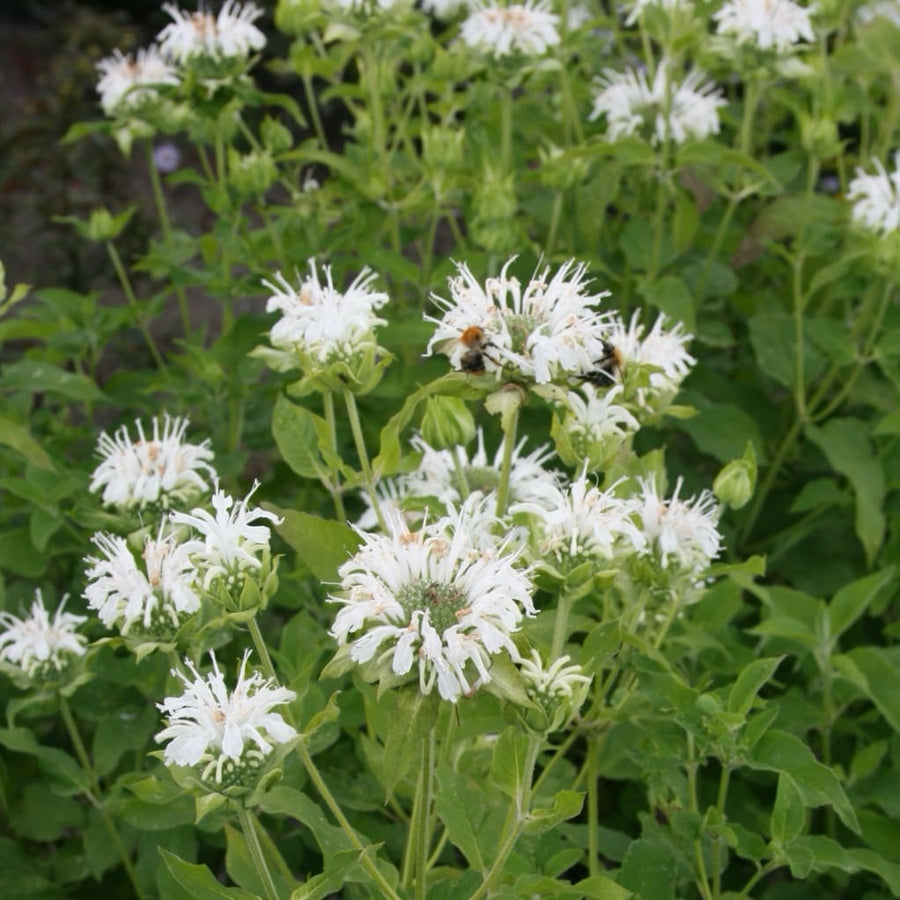 Indianernessel 'Schneewittchen' Weiß
