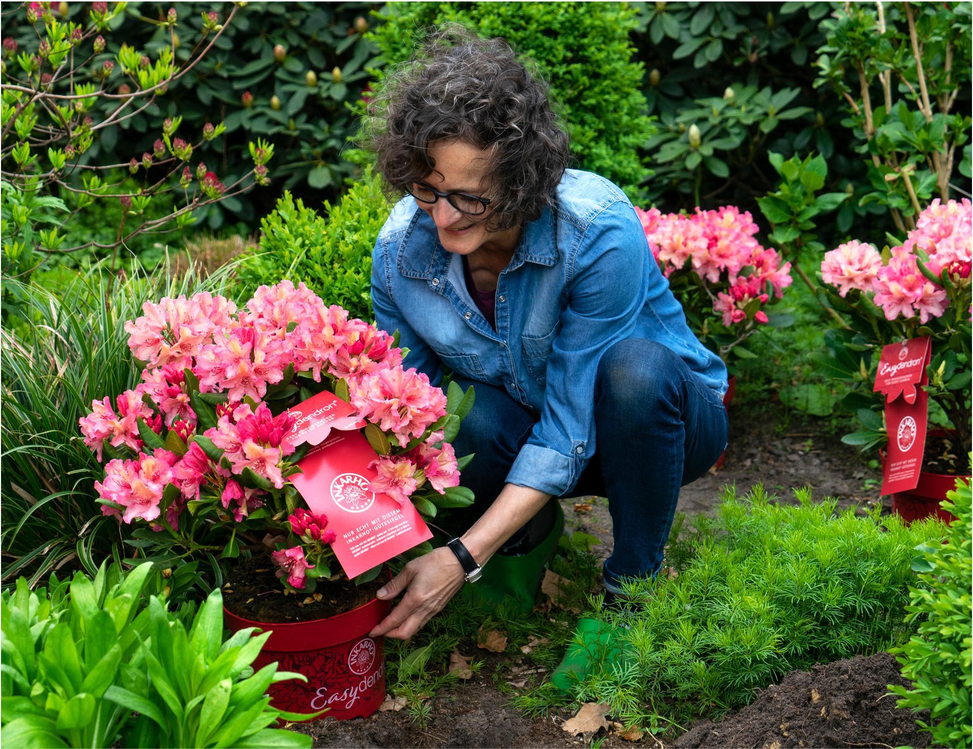 Frau pflanzt INKARHO Rhododendron ein