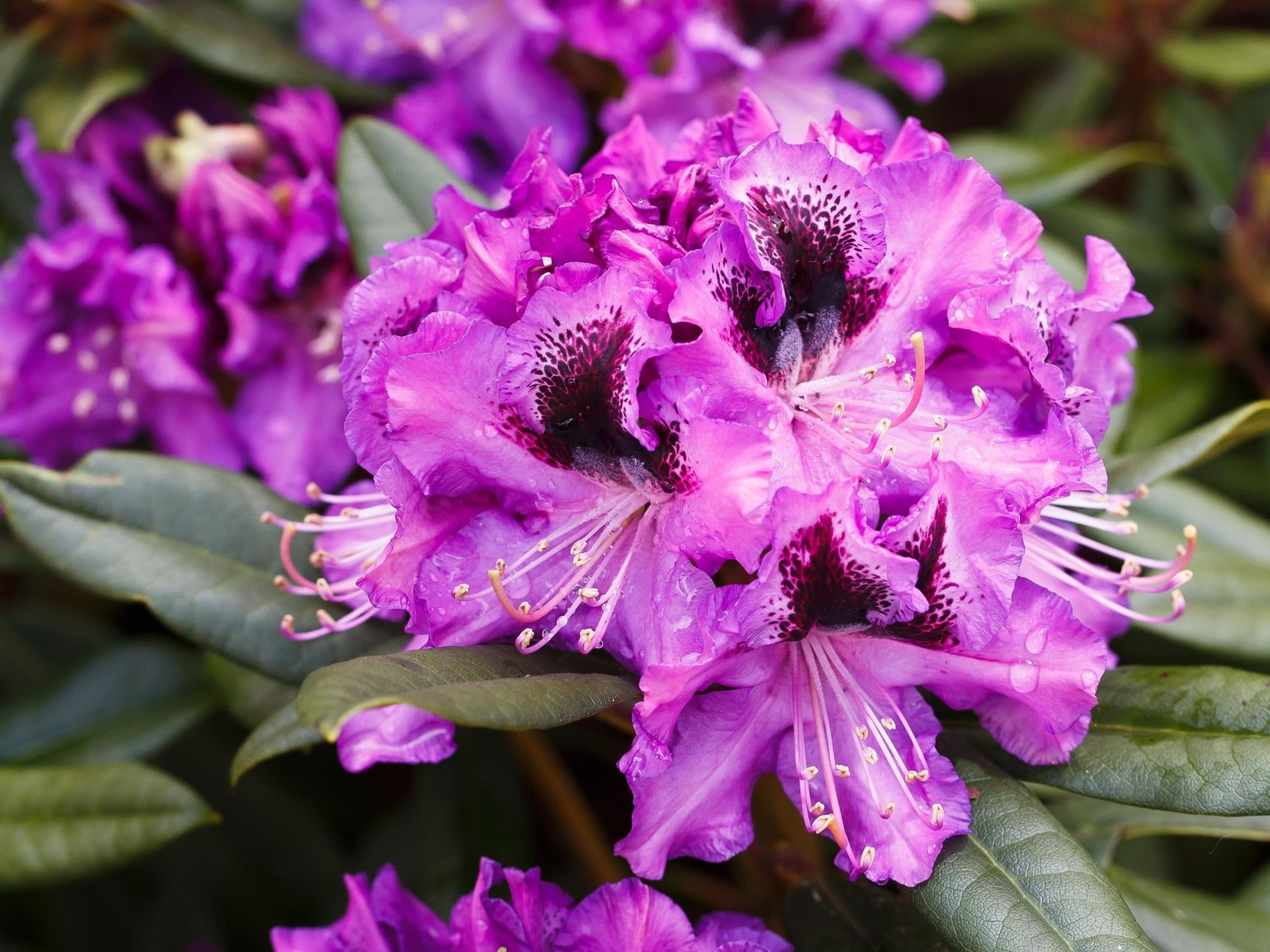Blühender INKARHO®-Rhododendron
