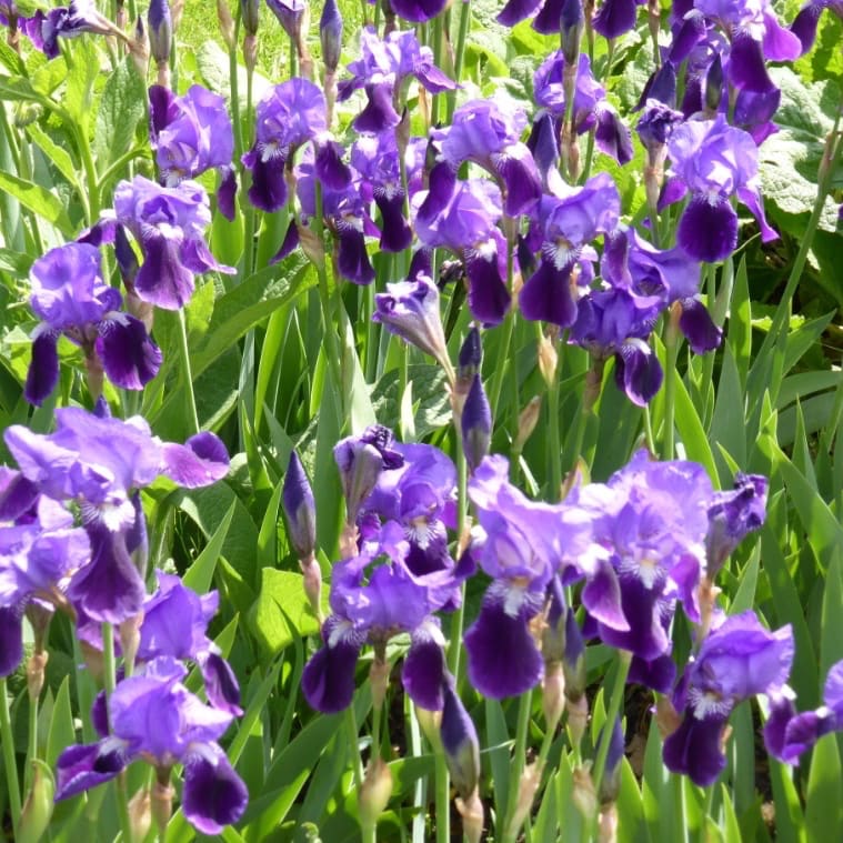 Iris germanica ssp. germanica