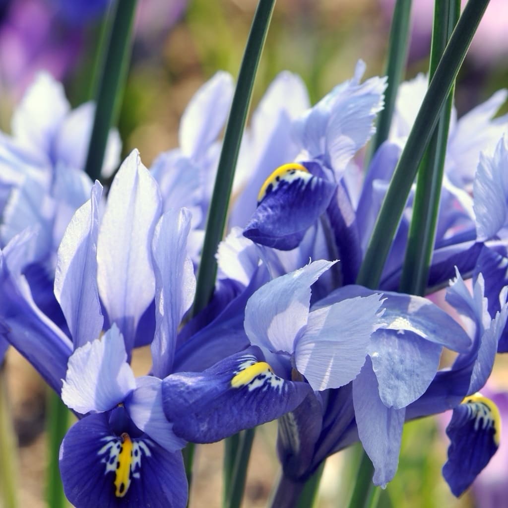 Iris reticulata