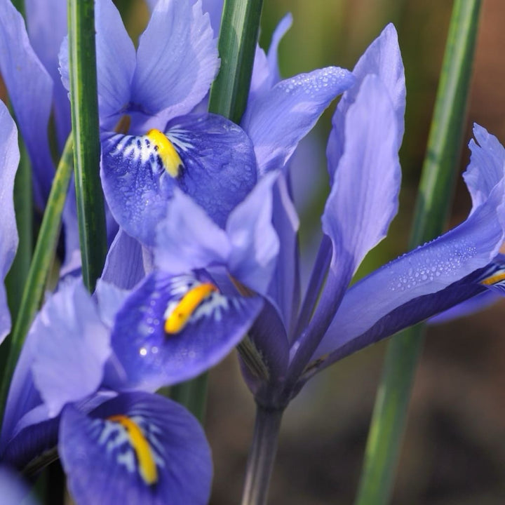 Zwerg-Iris 'Harmony' Blau