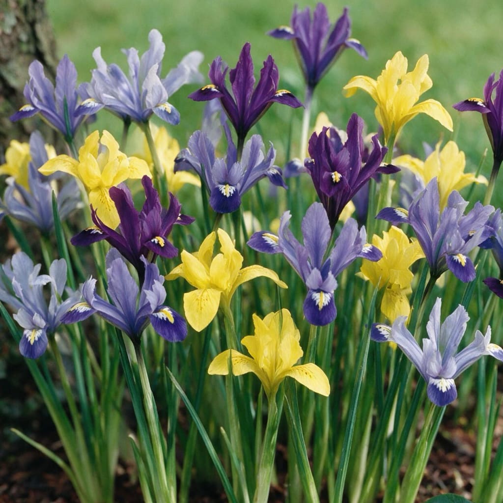 Iris reticulata