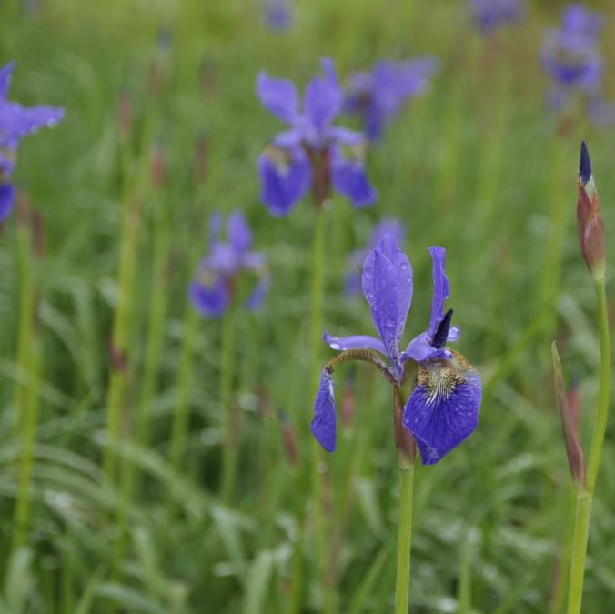 Iris sibirica 'Caesar'