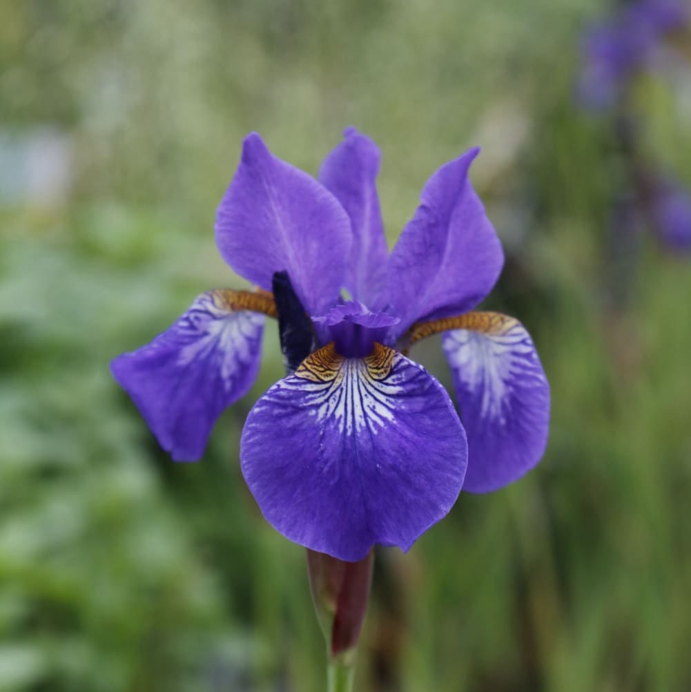Iris sibirica 'Caesar'