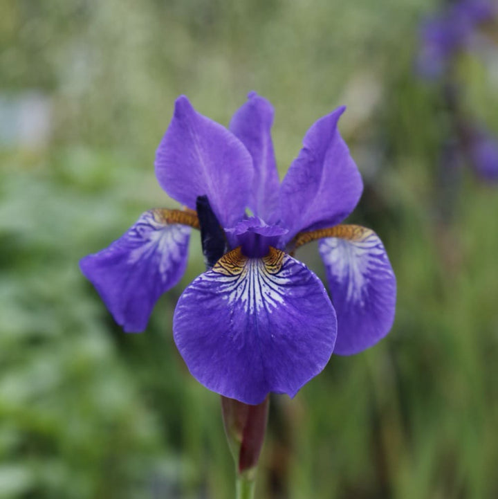 Iris sibirica 'Caesar'