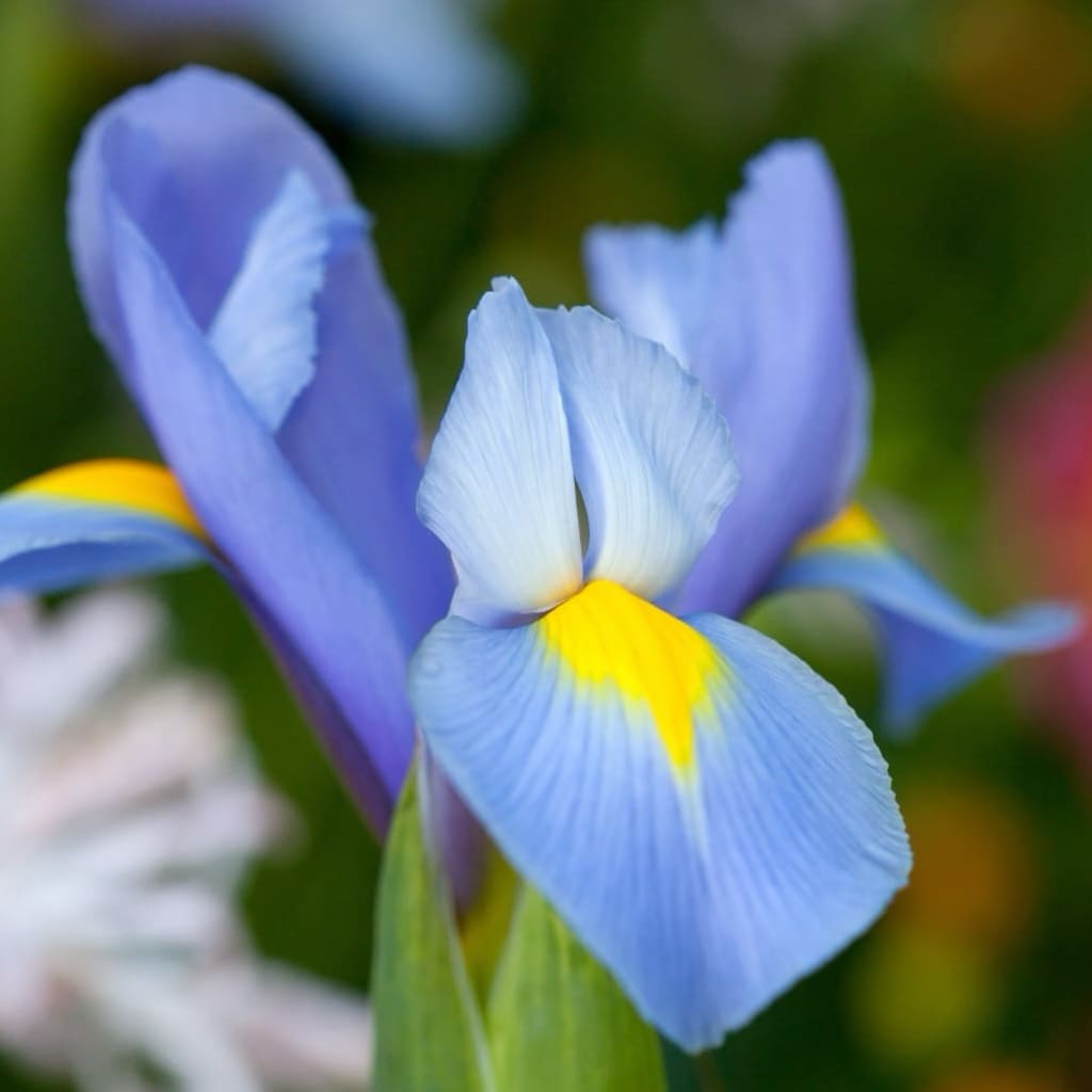 Iris × hollandica