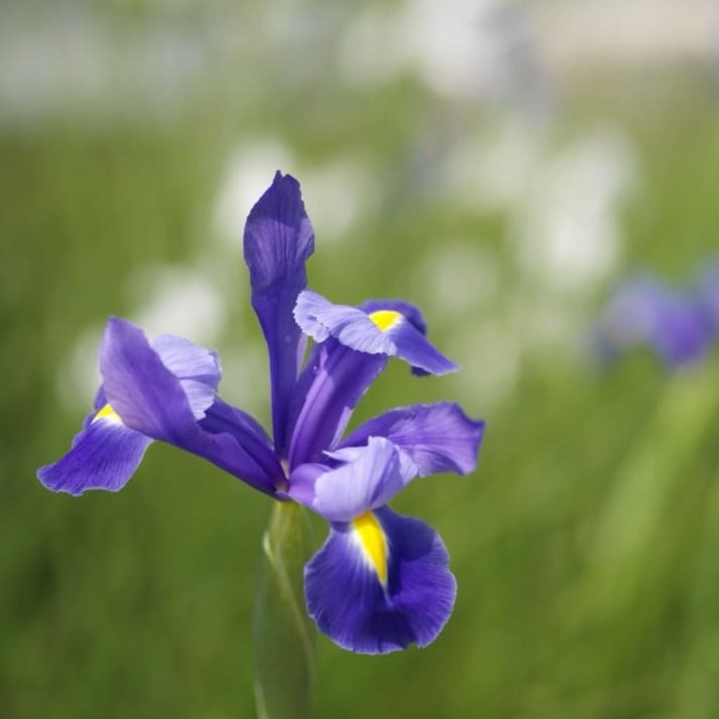 Holländische Iris Blau