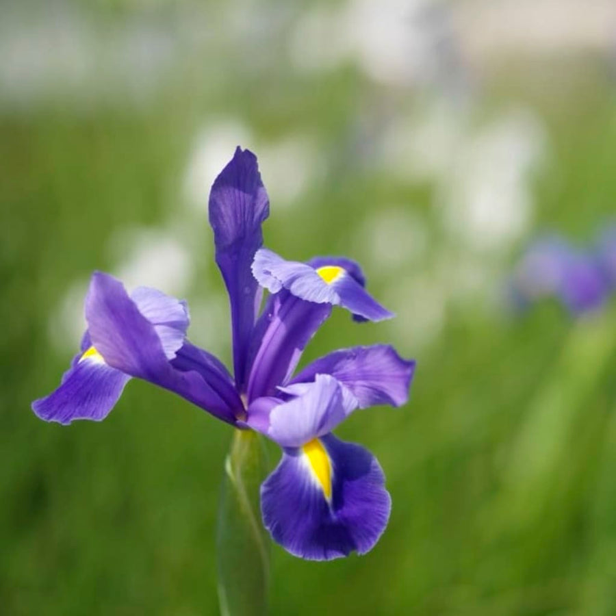 Holländische Iris Blau