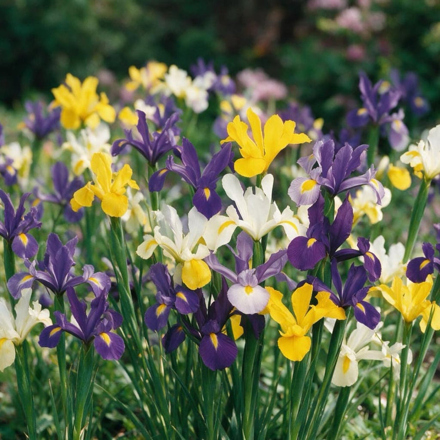 Holländische Iris Mix