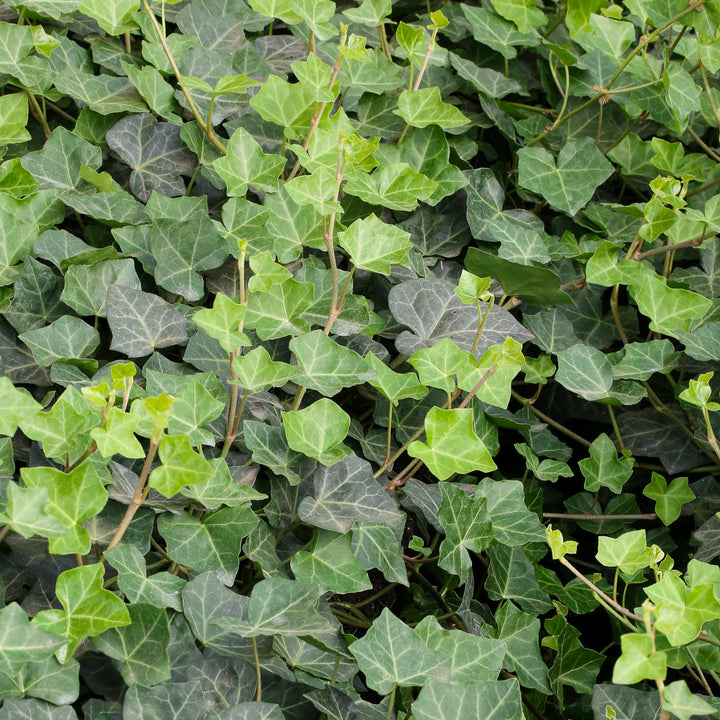 Laub von Hedera helix hibernica
