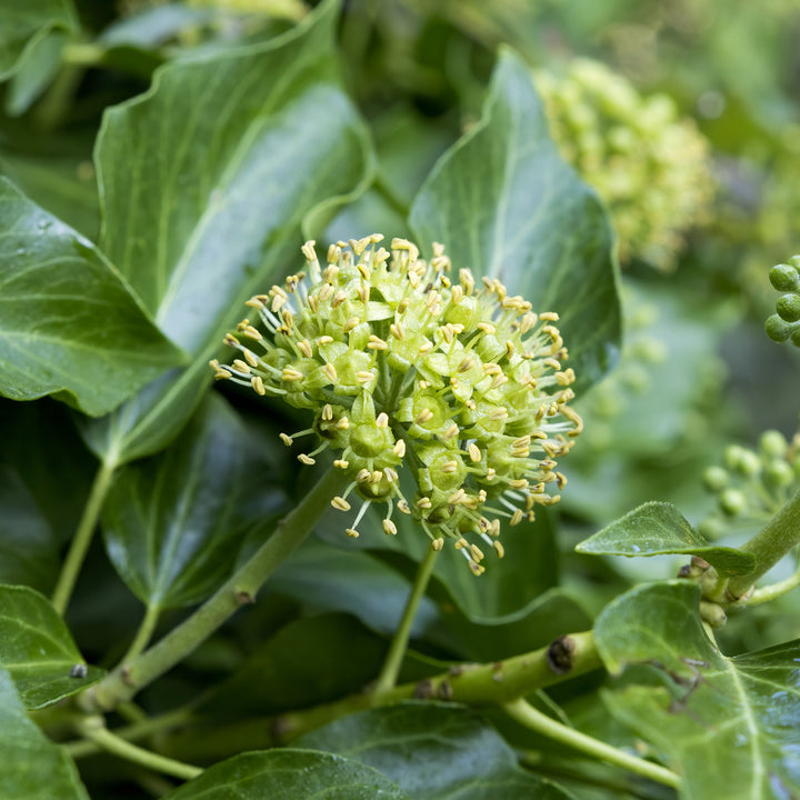 Blüte des Irischen Efeus