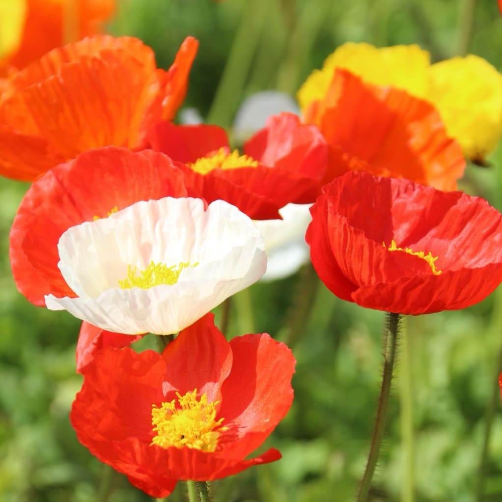 Island-Mohn 'Pop-Up Mix' Bunt