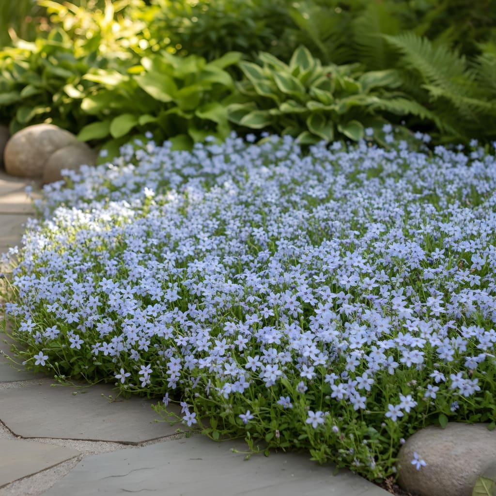 Isotoma fluviatilis