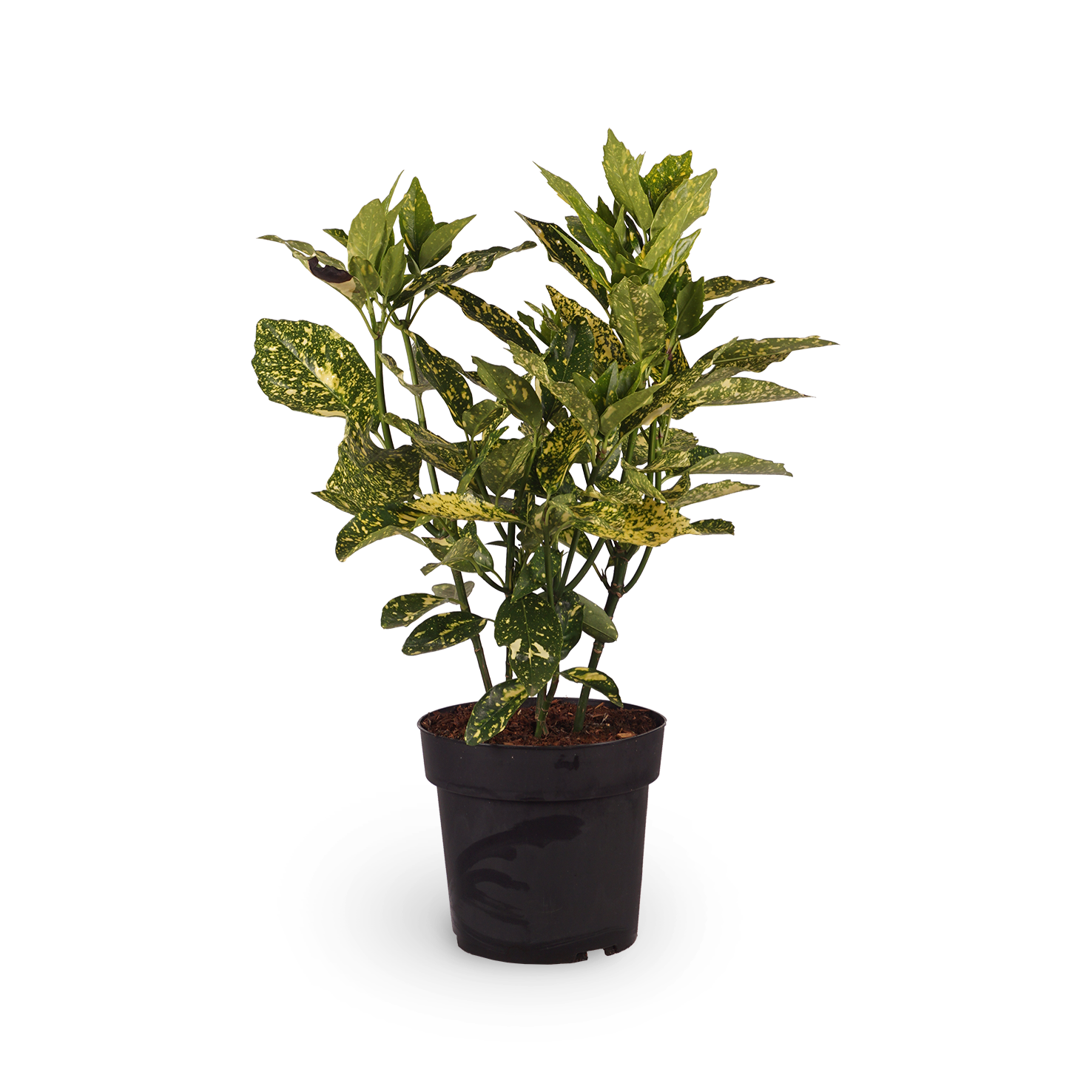 aukube zimmerpflanze Japanische Aukube 'Crotonifolia' kaufen
