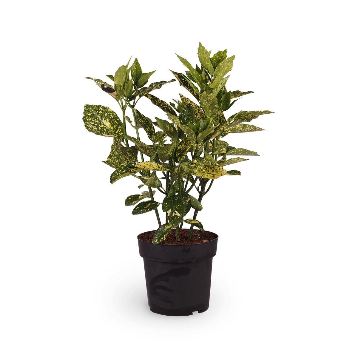 Japanische Aukube 'Crotonifolia'