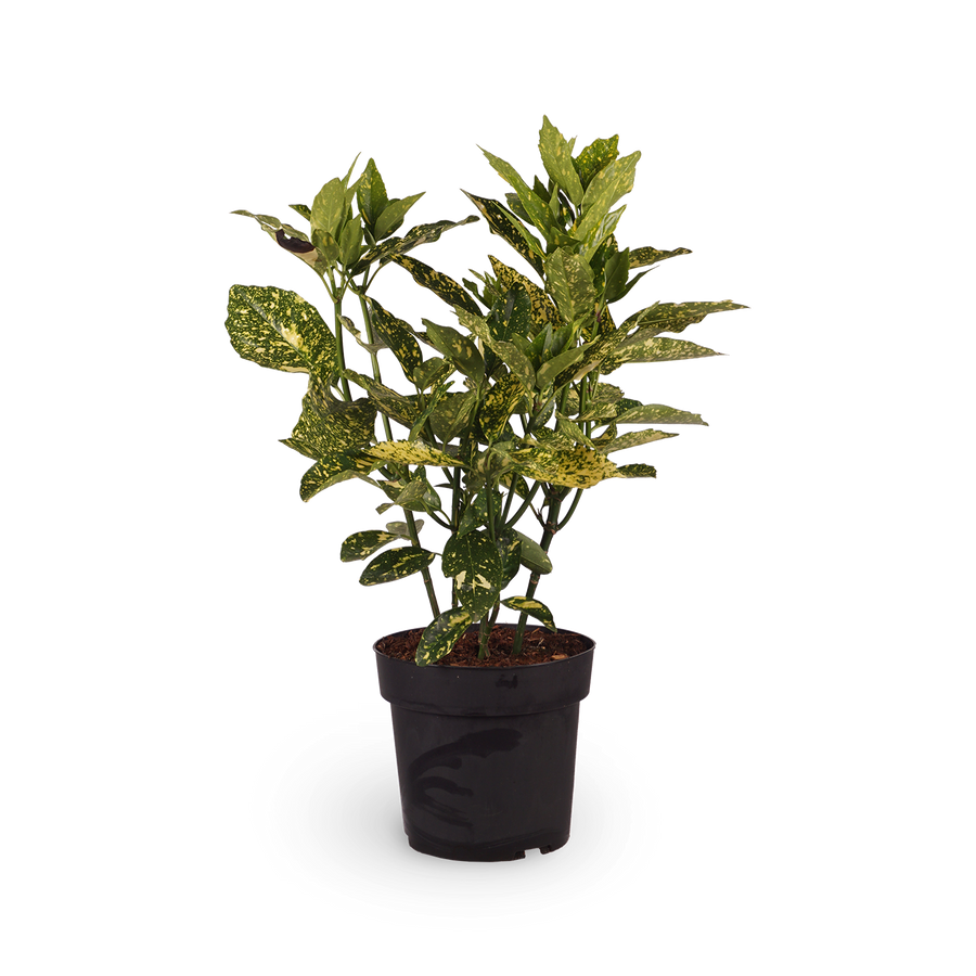 Japanische Aukube 'Crotonifolia'