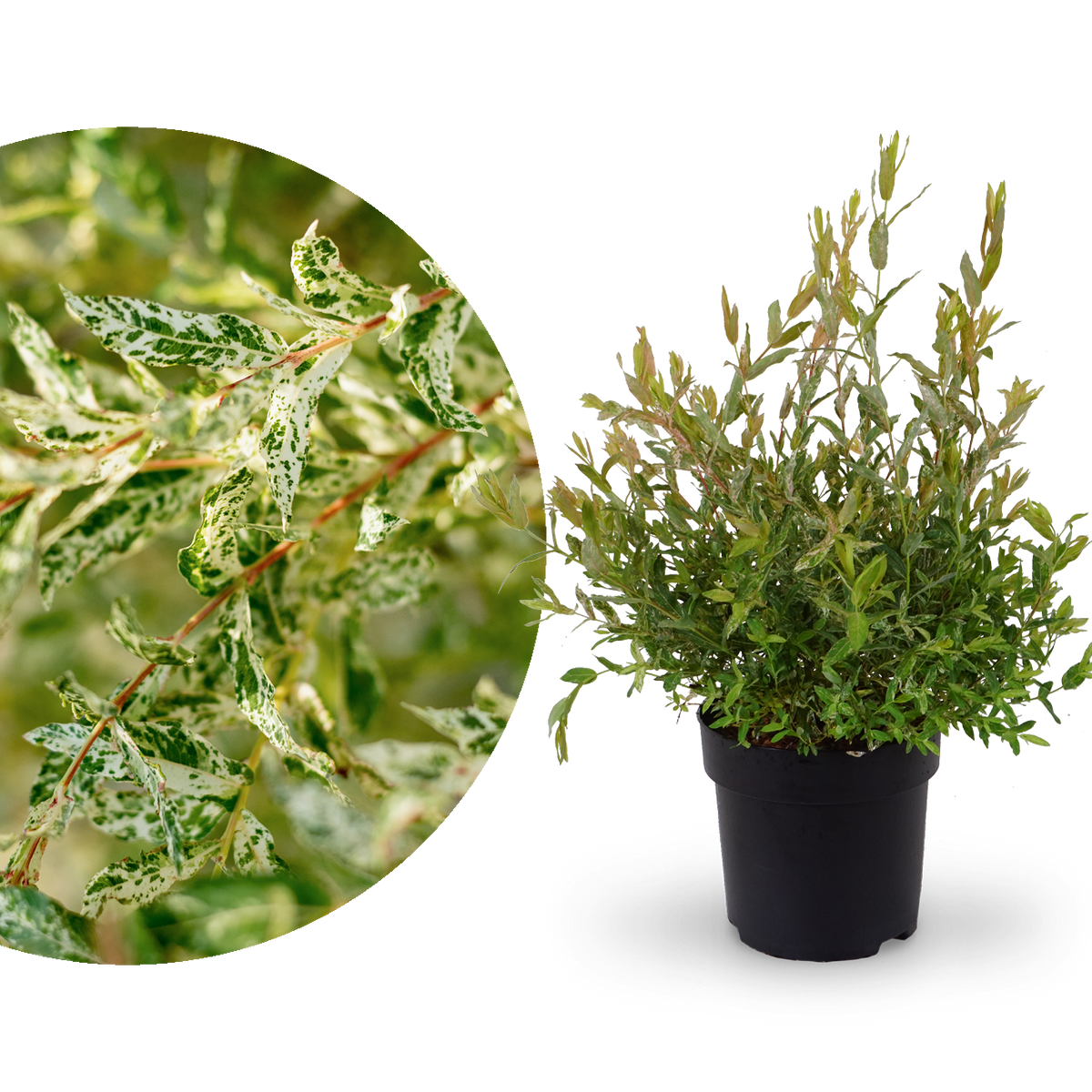 Japanische Harlekinweide 'Hakuro Nishiki'