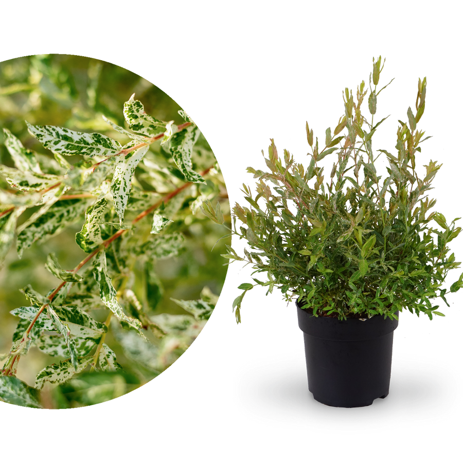 Japanische Harlekinweide 'Hakuro Nishiki'