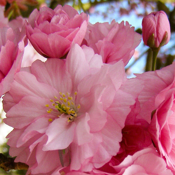 Blüte der Japanischen Nelken-Kirsche 'Kanzan'